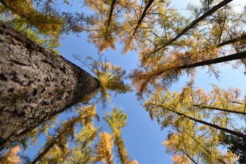 Lärchenwald im Herbst