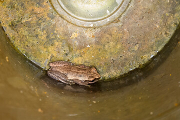 Small brown frog sitting in the bottom of a stained plastic rain gauge near Kuranda in Queensland, Australia