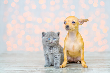 Fototapeta na wymiar A small gray kitten and a red toy terrier puppy are sitting on the floor of the house against the background of lights.
