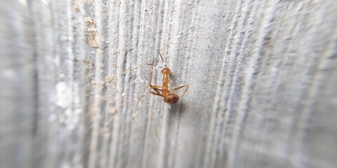 The image focuses on the dead red ant hanging on the wall.