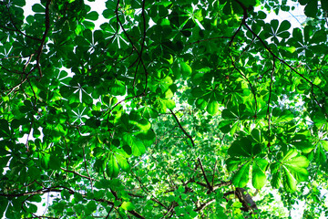 Fototapeta na wymiar Green leaves of chestnut trees in a park of Riga city in summer sunny day. Warm spring day in Latvian park in Riga