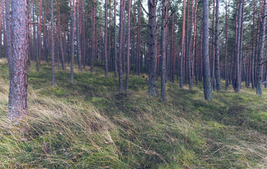 Pine trees in early autumn in the forest on a sunny warm day. Sunlight shines through the branches onto the grass. Latvia