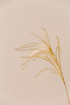 Golden colored dried grain bathing in sunlight in a neutral, clean and empty beige setting.