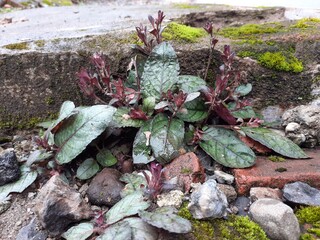 ivy on the stone wall