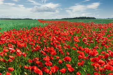 Red poppies on a background of blue sky with the sun. Bright wildflowers and cereal sprouts on a summer day. Latvia