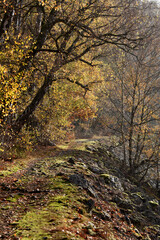 Fototapeta premium Rosselhalde im Nationalpark Hunsrück-Hochwald