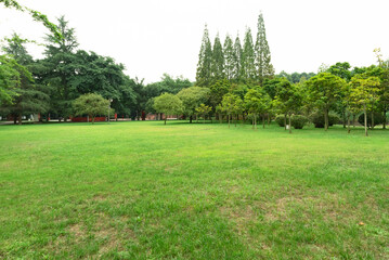 Fototapeta na wymiar Lawn and trees in the park