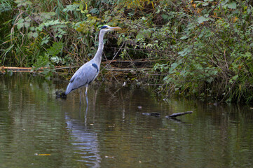 great blue heron