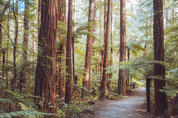Obraz premium Redwoods forest walk in Rotorua, new Zealand 