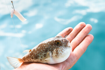 Fugu fish is lying on the palm of hand, Gulf of Thailand.