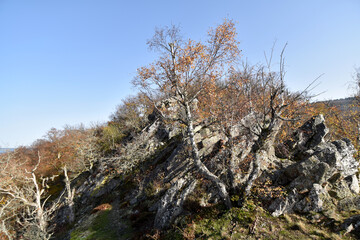 Hohenfels im Nationalpark Hunsrück-Hochwald