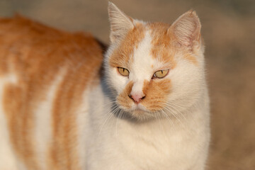 見つめる猫　茶白猫