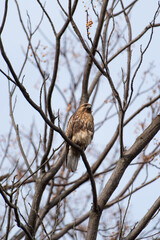 木にとまる猛禽類　ノスリ