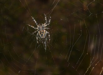 spider on web