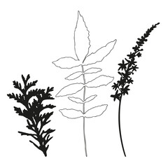 Obraz premium Vector flowers and leaves, isolated black. Realistic hand drawn flower and leaves illustration set on white background.