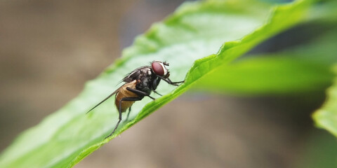 fly macro illustration. focus on the flies on the green leaves.
