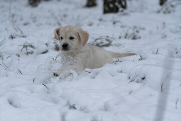 Beautiful golden retriever puppy playing in the winter forest with snow.