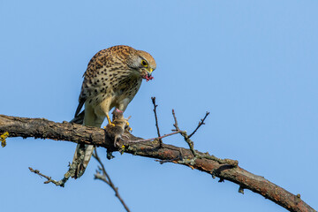 Turmfalke (Falco tinnunculus) Weibchen