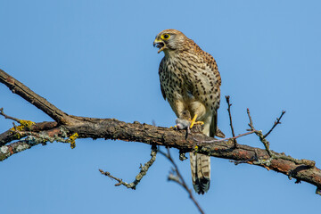 Turmfalke (Falco tinnunculus) Weibchen