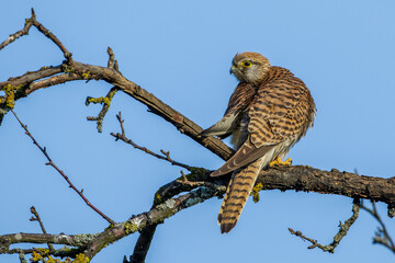 Turmfalke (Falco tinnunculus) Weibchen