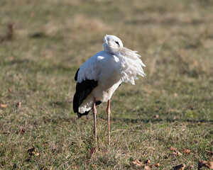 White Stork on Meadow on stormy winterday 