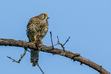 Turmfalke (Falco tinnunculus) Weibchen