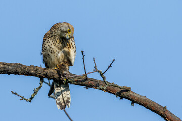 Turmfalke (Falco tinnunculus) Weibchen