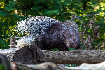 Indian crested Porcupine, Hystrix indica in a german nature park