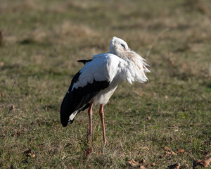 White Stork on Meadow on stormy winterday 