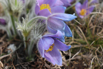 Pulsatilla is the most beautiful spring flower. Pulsatilla blooms in early spring in the forest on a sunny day. Pulsatilla, flower close-up. Contour light. Soft focus.