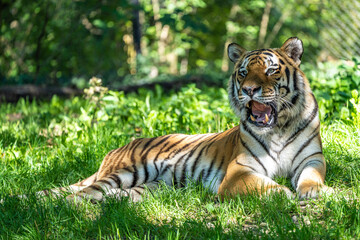 The Siberian tiger,Panthera tigris altaica in a park