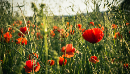 Wild poppy field in the summer