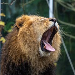 The lion, Panthera leo is one of the four big cats in the genus Panthera