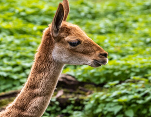 Obraz premium Vicunas, Vicugna Vicugna, relatives of the llama