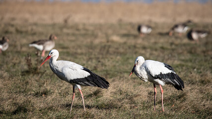 White Stork on Meadow on stormy winterday 