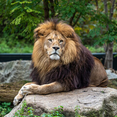 Naklejka na ściany i meble The lion, Panthera leo is one of the four big cats in the genus Panthera