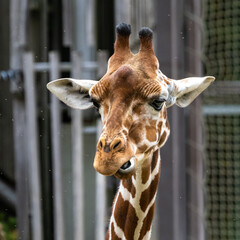 The giraffe, Giraffa camelopardalis is an African mammal