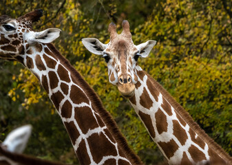 The giraffe, Giraffa camelopardalis is an African mammal