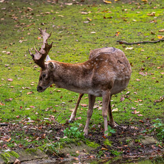 The fallow deer, Dama mesopotamica is a ruminant mammal