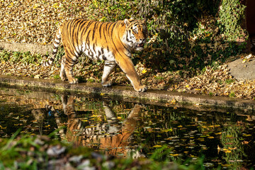 The Siberian tiger,Panthera tigris altaica in the zoo