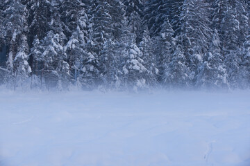 la bellezza della neve che ricopre tutto il paesaggio in pieno inverno, creando forme dolci che...