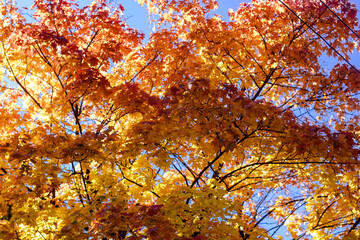 autumn tree in the park