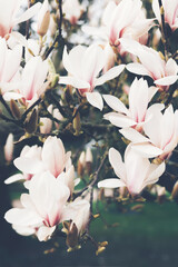 Beautiful Light Pink or Purple Magnolia Tree with Blooming Flowers during Springtime in English...