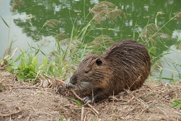 Naturalized nutria - Himeji, Japan