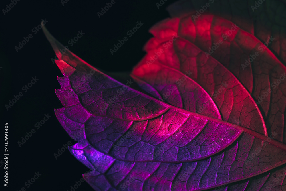 Poster close up beautiful abstract leaf in colorful light. minimalism modern style concept. dark background