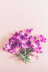 Creative layout pattern made with spring crocus flowers on pink background. Flat lay. Spring minimal concept.