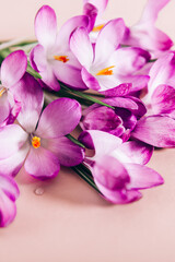 Creative layout pattern made with spring crocus flowers on pink background. Flat lay. Spring minimal concept.