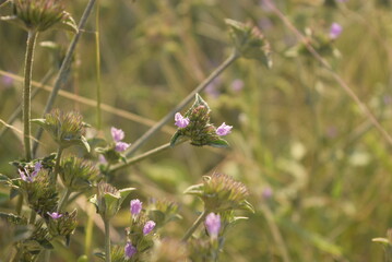 bee on a flower