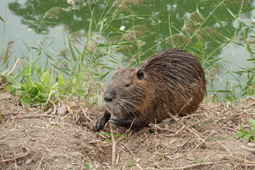 Naturalized nutria - Himeji, Japan