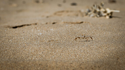 Fototapeta na wymiar Little sand crab on cypress golden beach